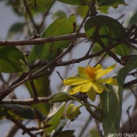 Ochna obtusata DC.